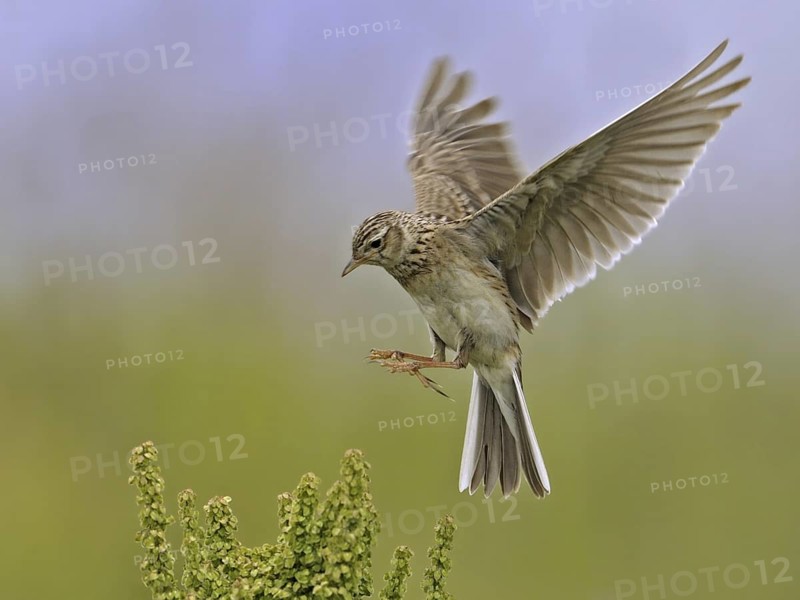 Eurasian Skylark (Alauda arvensis) landing, North Rhine-Westphalia, Germany