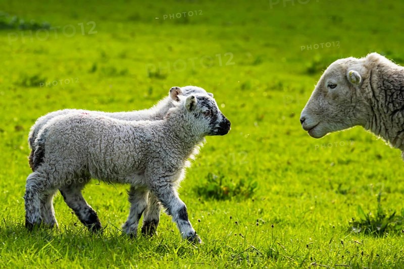 Sheep and farm in Lake District National Park, Coniston Water, Cumbria, England, United Kingdom
