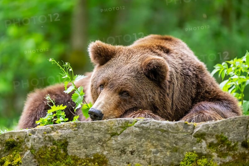 Brown bear (Ursus arctos) lying on a rock, Bavaria, Germany