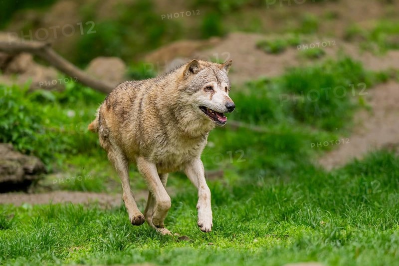 Eastern wolf (Canis lupus lycaon) running over a meadow, Bavaria, Germany