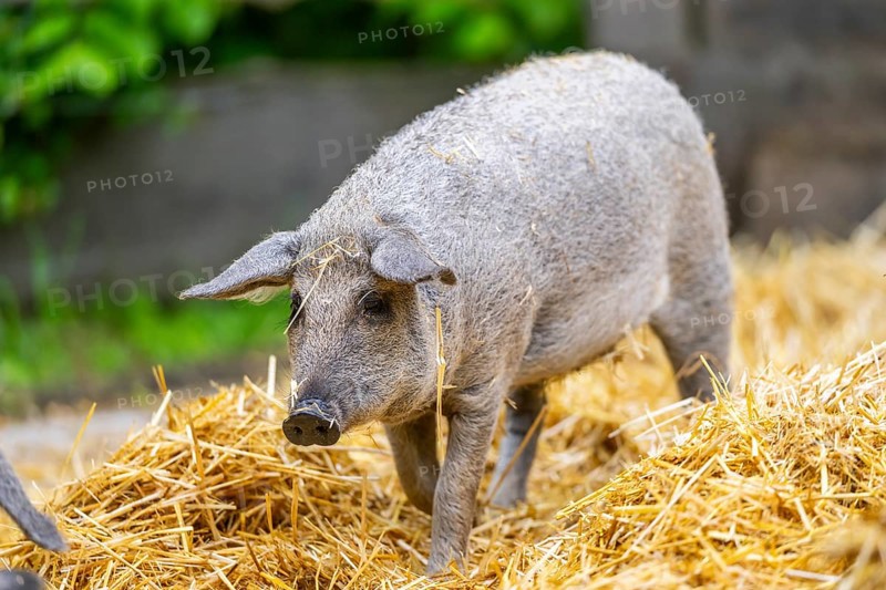 Mangalica domestic pig in the straw, Germany