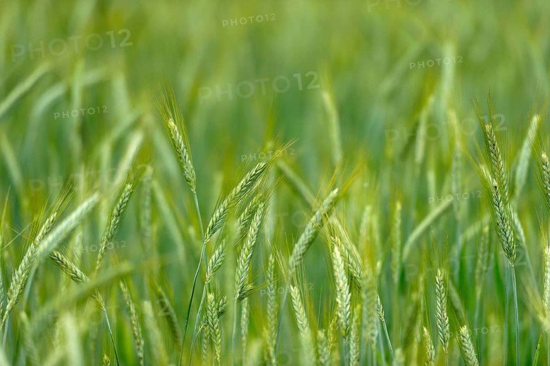 Grain field with unripe ears of rye (Secale cereale), delicate structure, texture, background image, Aschheim, Upper Bavaria, Bavaria, Germany