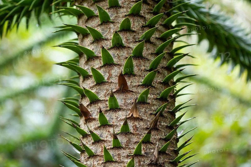 Trunk of a monkey puzzle tree (Araucaria araucana), Inverewe Gardens, Poolewe, Loch Ewe, Highlands, Highlands, Scotland, Great Britain
