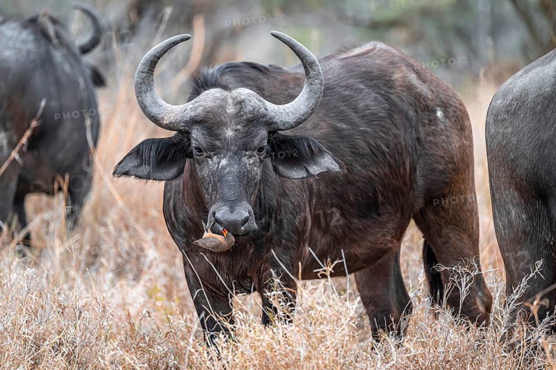 Cape buffalo (Syncerus caffer caffer) with yellow-billed oxpecker (Buphagus africanus) on the nose, Kruger National Park, South Africa