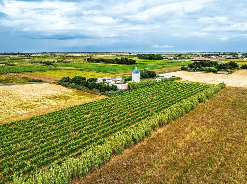 Fields and Grape plantations from a drone, Saint-Clement-des-Baleines, Atlantic, France