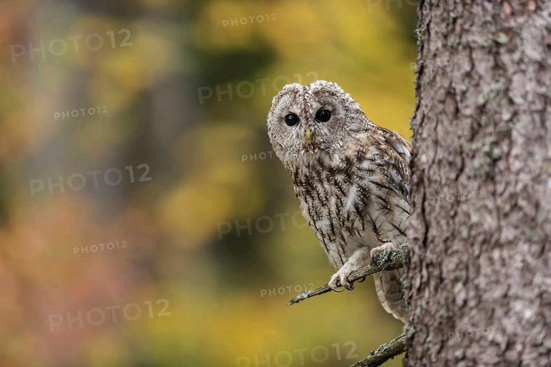 In front of colourful autumn leaves... Tawny owl (Strix aluco), medium-sized native, widespread, relatively common owl looks into the camera, typical owl call, predominantly nocturnal owl, rests during the day in trees and wall niches, native nature, wildlife, Germany