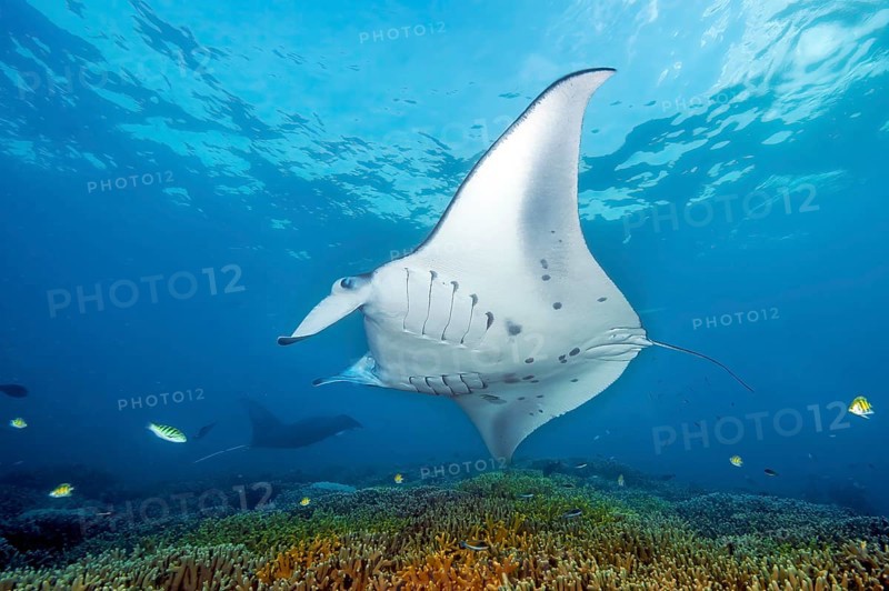 Underwater photo of giant ray manta (Manta alfredi) reef manta popularly devil ray plankton eater swims over shallow coral reef with cleaning station, in the background silhouette of another manta, Pacific Ocean