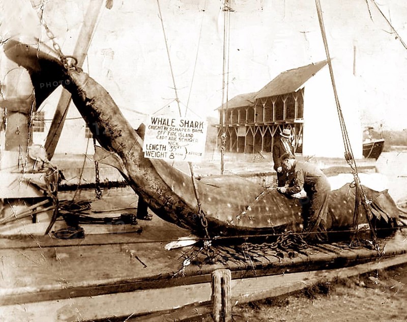 Whale shark (Rhincodon typus) caught on 9 August 1935 at Fire Island, New York. About 1000 km north of where whale sharks actually occur. Weight 8 tonnes and about 12 m long