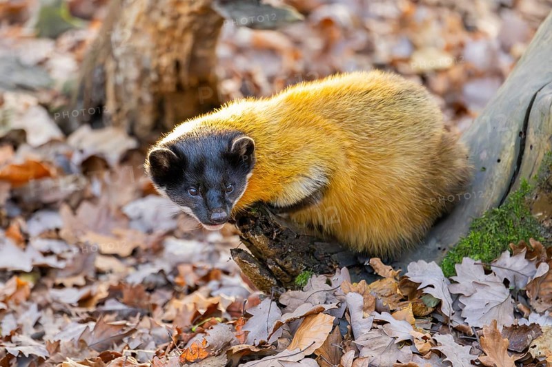 Yellow-throated marten (Martes flavigula) on an old wood, Germany