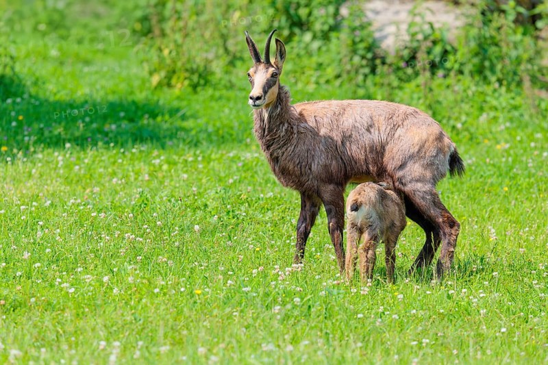 An adult female chamois (Rupicapra rupicapra) suckles her young on a sunny day in a green meadow.. Tyrol, Austria