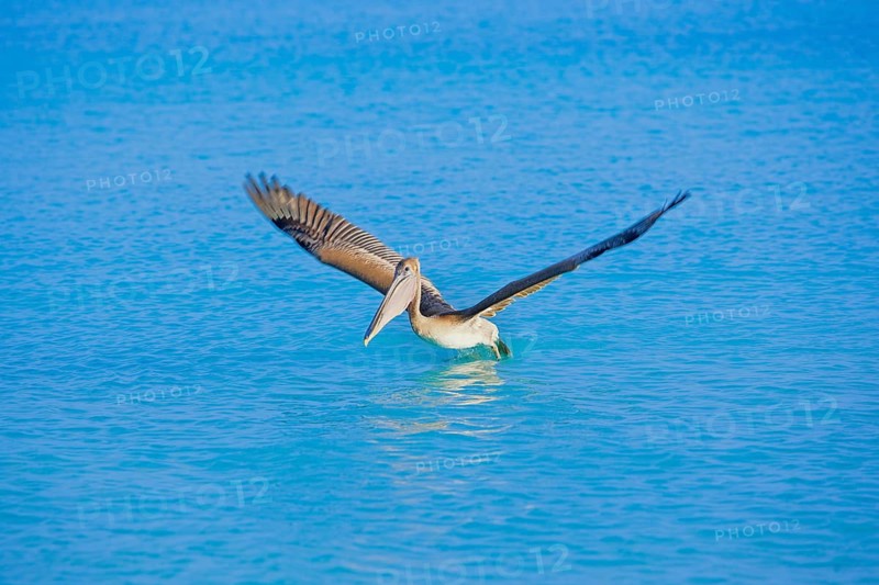 Brown pelican (Pelecanus occidentalis) starting flight, Key West, Florida, USA