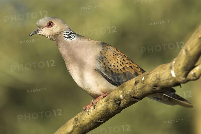 European Turtle Dove (Streptopelia turtur), Castile-La Mancha, Spain