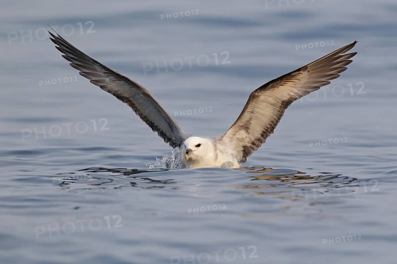 Northern Fulmar (Fulmarus glacialis), Iceland