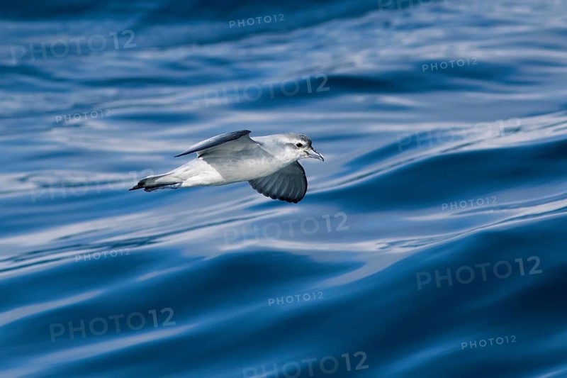 Fairy Prion (Pachyptila turtur) flying, Victoria, Australia