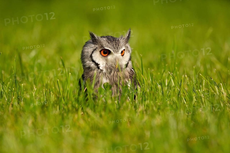 Northern White-faced Owl (Ptilopsis leucotis) captive, Germany