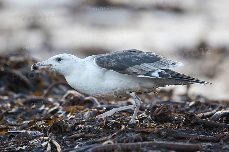 Great Black-backed Gull (Larus marinus) juvenile, North Sea, Germany