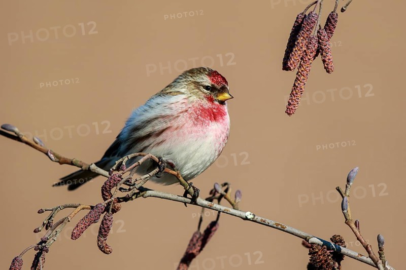 Common Redpoll (Acanthis flammea) male perched on a branch, Netherlands
