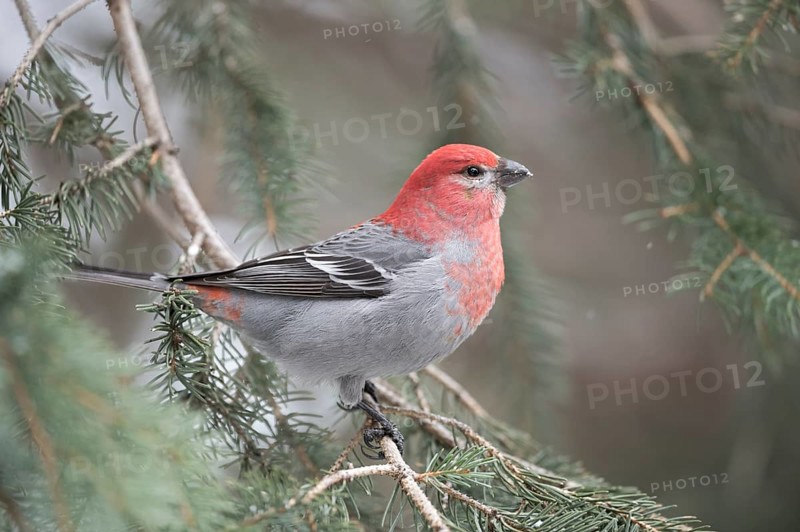 Pine Grosbeak (Pinicola enucleator) male perched on a branch, Wyoming, USA