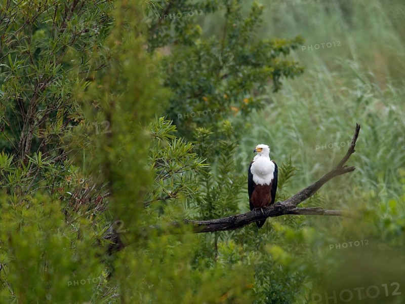 Afrikaanse Zeearend, African Fish Eagle, Haliaeetus vocifer