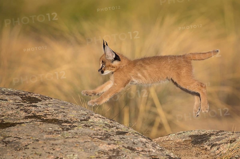 Caracal (Caracal caracal) cub jumping over rocks, Castile-La Mancha, Spain
