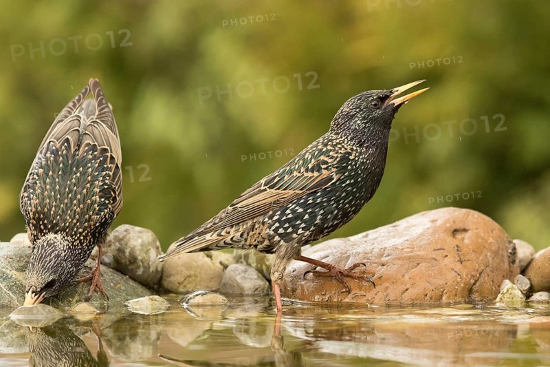 Common Starling (Sturnus vulgaris) drinking at a waterhole, Bavaria, Germany