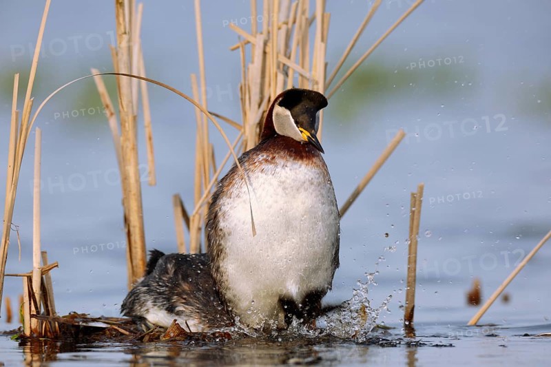 Red-necked Grebe (Podiceps grisegena) pair displaying, Mecklenburg-Western Pomerania, Germany