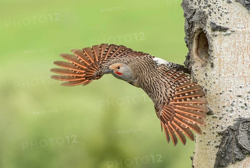 Northern Flicker (Colaptes auratus) male leaving nest hole, British Columbia, Canada