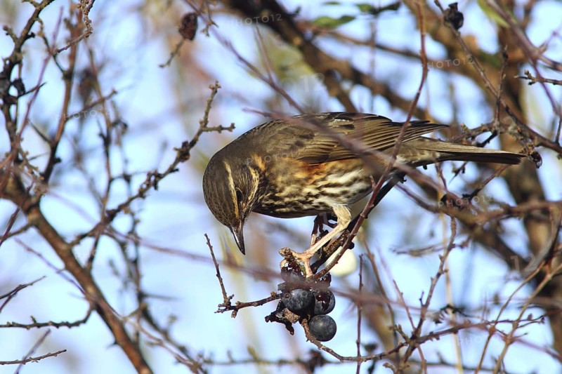 Redwing (Turdus iliacus) feeding on Blackthorn (Prunus spinosa) berries, Mecklenburg-Western Pomerania, Germany