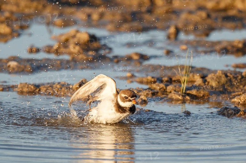 Common Ringed Plover (Charadrius hiaticula) bathing, Mallorca, Spain
