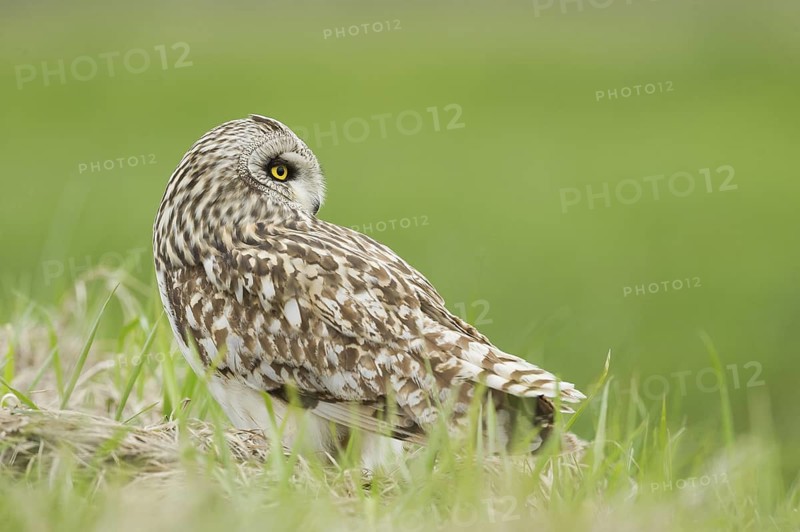 Short-eared Owl (Asio flammeus) on ground, Emilia-Romagna, Italy