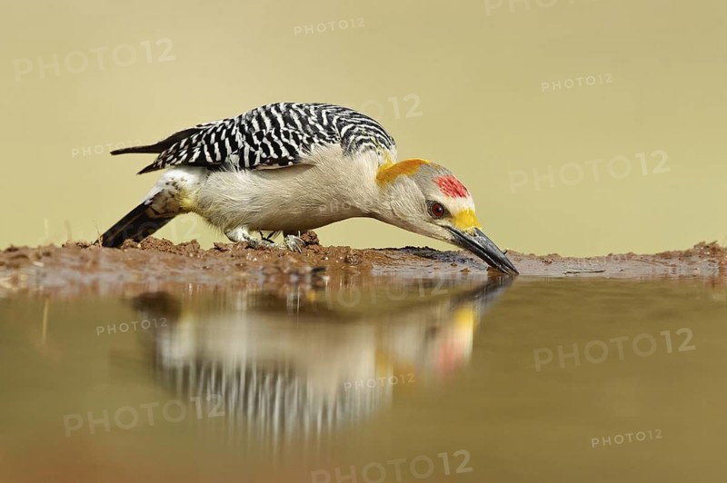 Golden-fronted Woodpecker (Melanerpes aurifrons), Texas, USA