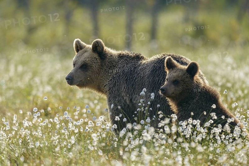Eurasian Brown Bear (Ursus arctos) mother with cub, Finland