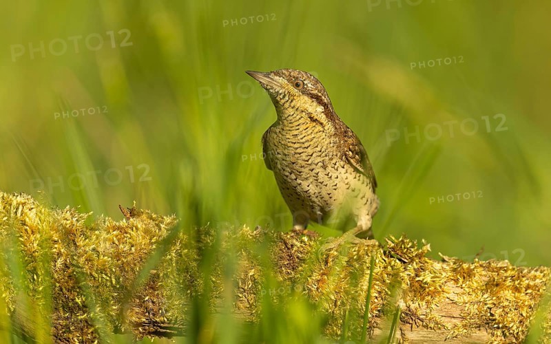 Wendehals (Jynx torquilla)