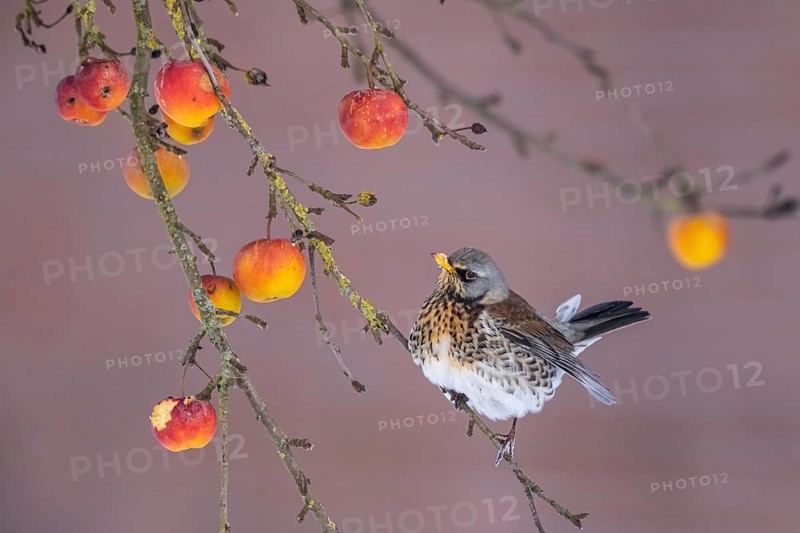 Fieldfare (Turdus pilaris) perched in an apple tree, North Rhine-Westphalia, Germany