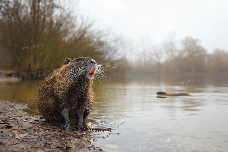 Nutria, Myocastor coypus Coypu, Myocastor coypus