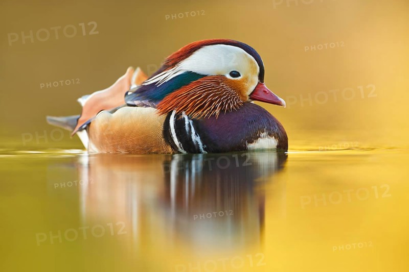 Mandarinente, Aix galericulata Mandarin Duck, Aix galericulata