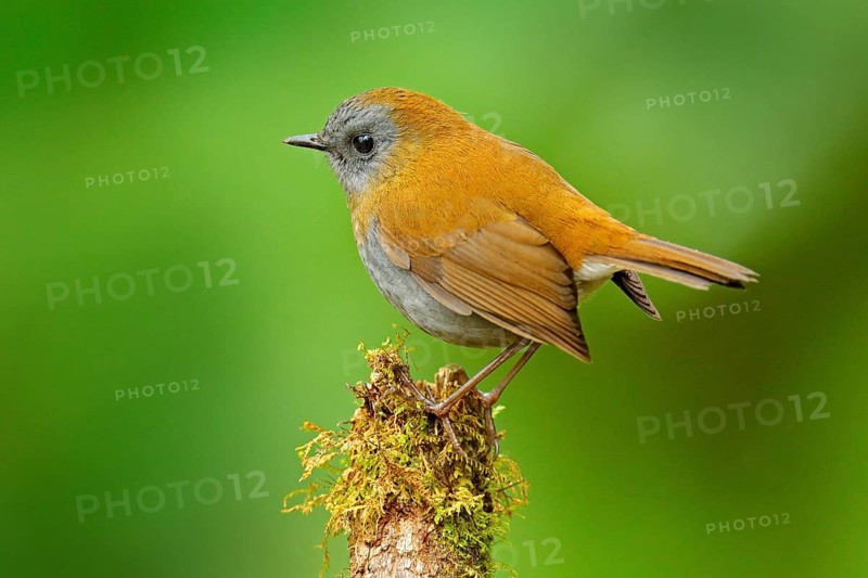 Black-billed Nightingale-Thrush, Catharus gracilirostris, brown grey bird in the nature forest habitat. Trush with clear green background, Savege river, Costa Rica, Cetral America