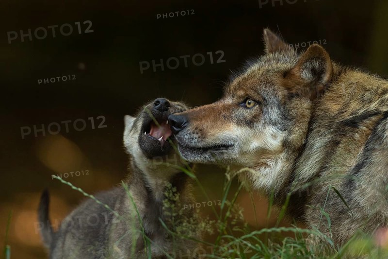 European Wolf (Canis lupus) young with mother, Lower Saxony, Germany