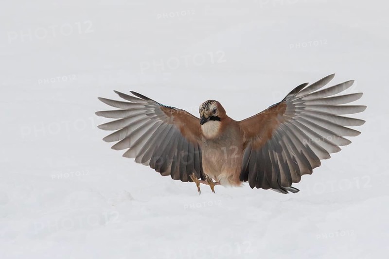 Eurasian Jay (Garrulus glandarius) landing in snow, Lower Saxony, Germany