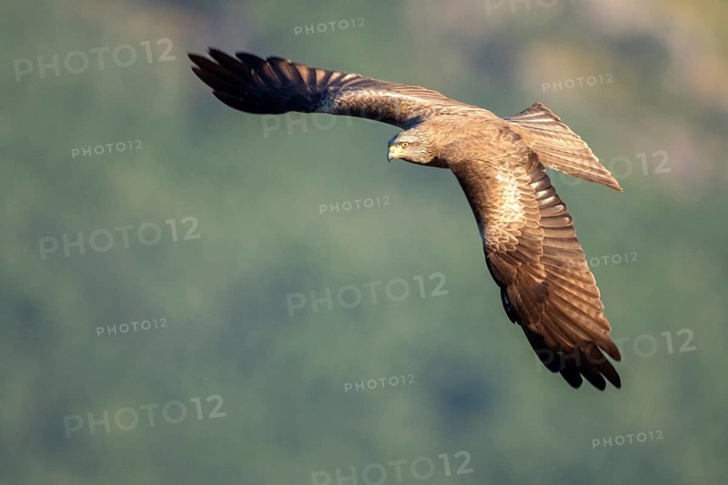 Black Kite (Milvus migrans) flying, Madrid, Spain