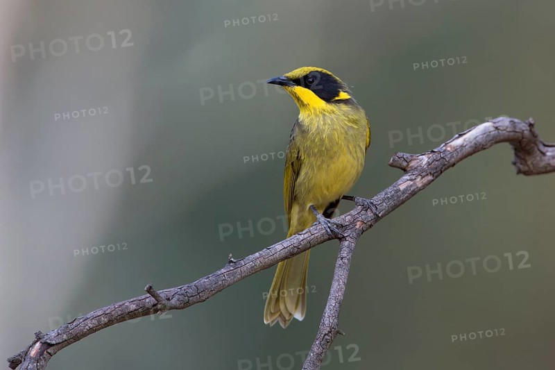 Yellow-tufted Honeyeater (Lichenostomus melanops), Victoria, Australia