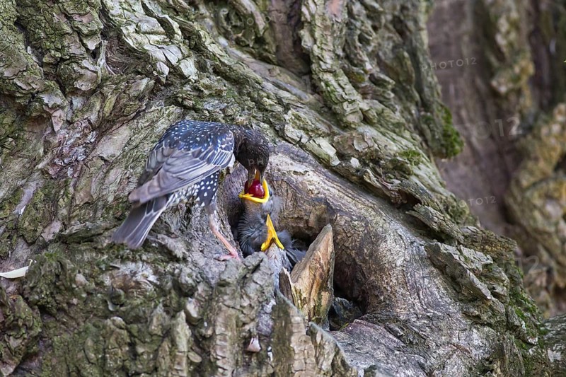 Common Starling (Sturnus vulgaris) feeding chicks in nest with a cherry, Hungary