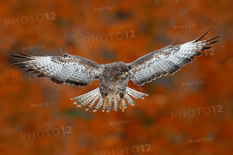 Flying bird Buzzard hawk with blurred orange autumn tree forest in background. Wildlife scene from nature. Bird in fly. Hawk in the nature habitat. Orange leaves during fall season. Hawk, open wing