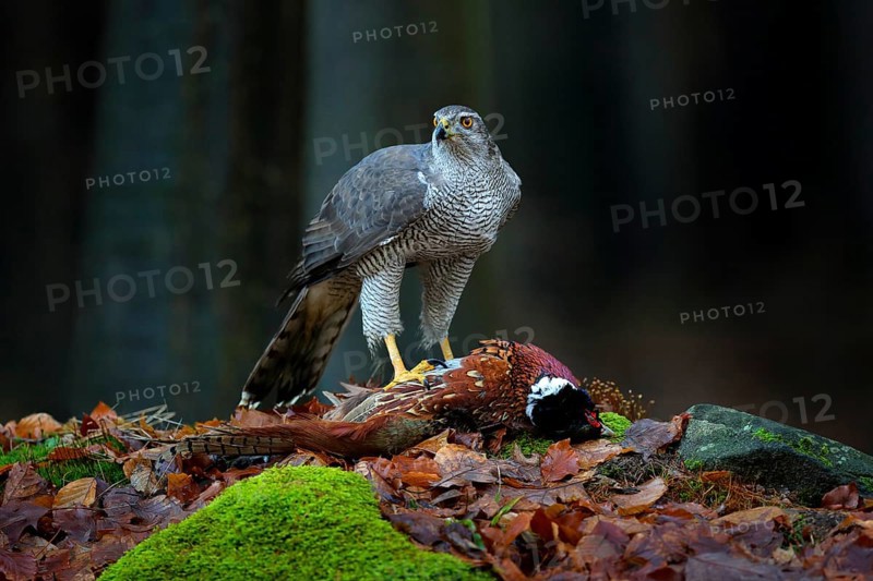 Bird bahaviour, wildlife scene from nature. Goshawk with killed Common Pheasant on the moss in green forest, bird of prey in the nature habitat, Germany. Hawk predator with catch