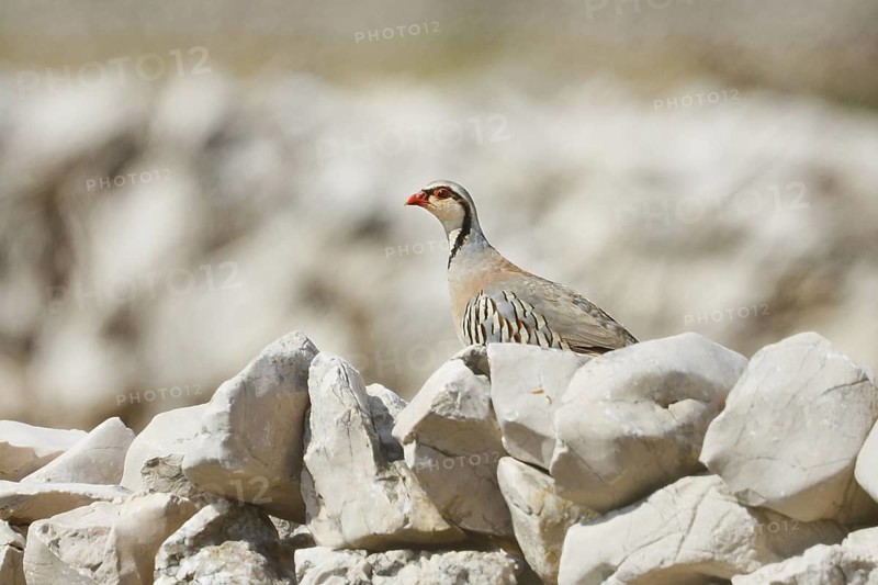Rock Partridge (Alectoris graeca), Croatia