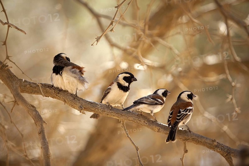 Cape Sparrow (Passer melanurus), Naukluft Park, Namibia
