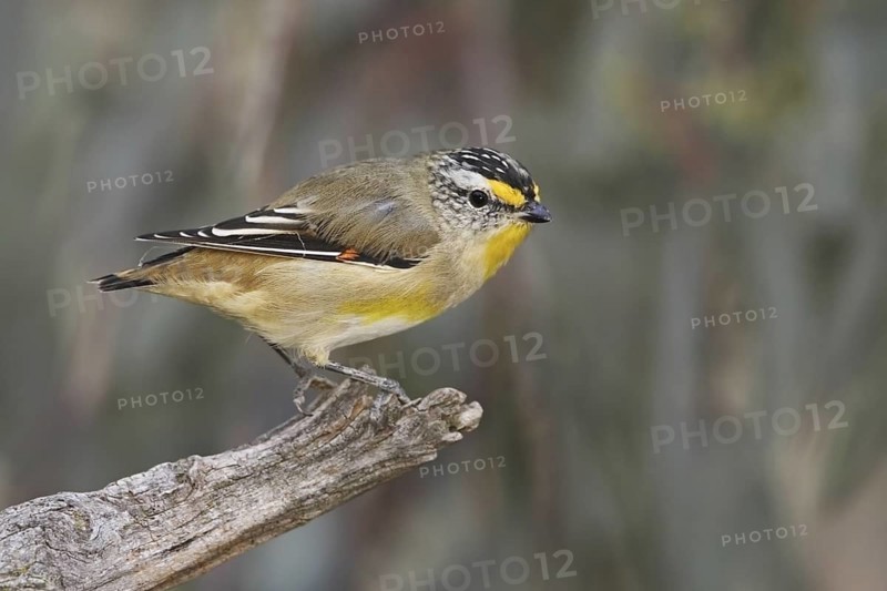 Striated Pardalote (Pardalotus striatus) male, Australian Capital Territory, Australia