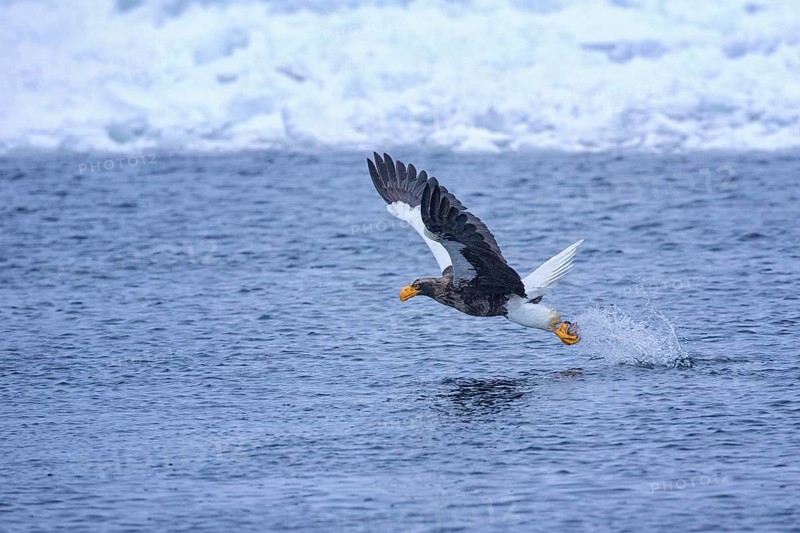 Steller's Sea Eagle (Haliaeetus pelagicus) flying with fish prey in its claws, Hokkaido, Japan