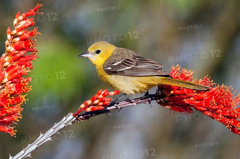 Hooded Oriole Icterus cucullatus Amado, Arizona, United States 16 April Adult Female Icteridae
