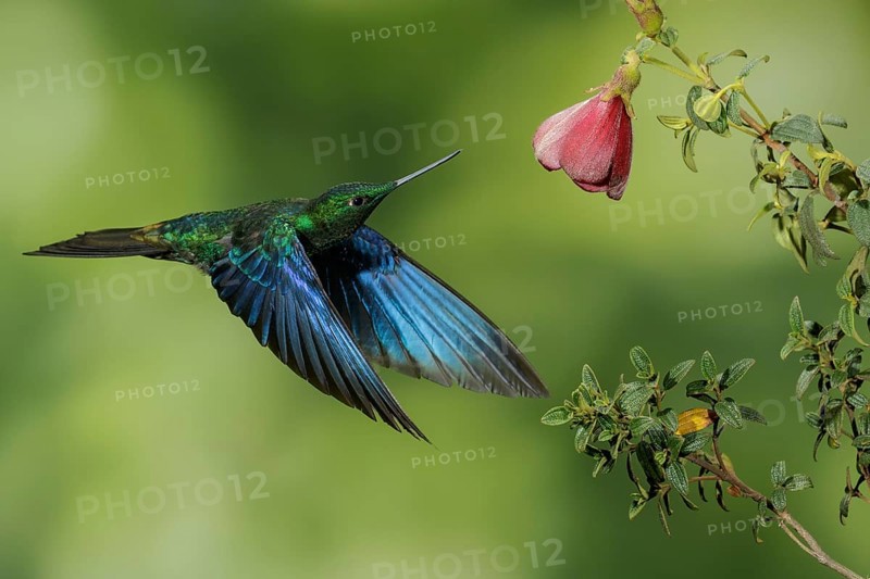 Great Saphirewing (Pterophanes cyanopterus) flying and feeding at a flower in the mountains of Colombia, South America